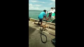 Pet dog helps port workers moor ferry at dock