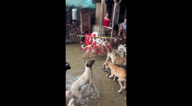 Rescue dogs play hotdog pinata game