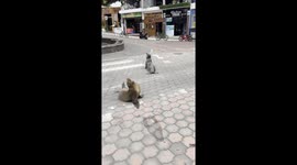 Galapagos Sea Lions Block Traffic