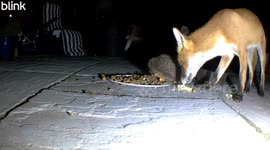 Fox Moves Hedgehog Out of the Way for a Drumstick