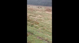 Lost Dog Hears Owners' Whistle After Two Days