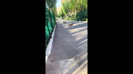 Clumsy dog stuck in the fence in Hebei, China