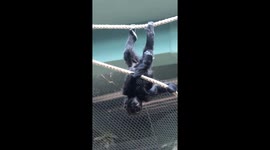 Restless baby gorilla Mobi scares visitors by pretending to fall from a great height