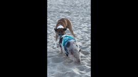 Dog Falls in Love With Pig on Miami Beach | Adorable Unexpected Friendship