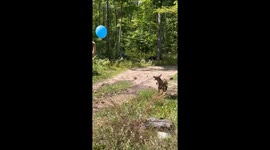 Pup Keeps Big Balloon Up