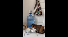 Water Loving Cat