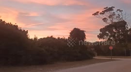 over trees there is a vibrant sun set where wispy clouds add extra depth.