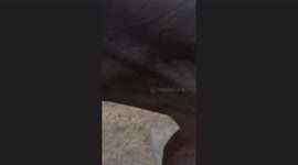 Horses Form Grooming Circle