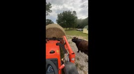 Highland Bull Helps Spread Hay
