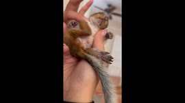 Small Squirrel Loves Neck Scratches