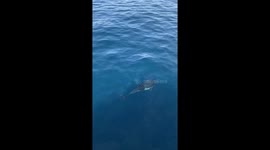 Dolphins swimming in the ocean of California
