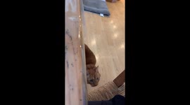 My cute cat wanting attention. He’s so cuddly and adorable