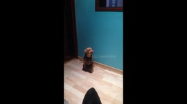 Little dog in his snazzy jacket loves to dance to heavy metal music!