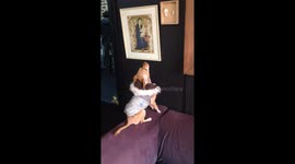 My dog is really mad at this Wall Taxidermy – Barking with serious attitude