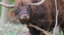 Scottish Highland Cow Discovers the Perfect Head Scratcher in the Forest