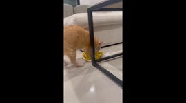 Pet cat helps to mop tile floor to avoid being punished