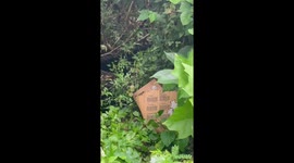Friends rescue abandoned kittens heard crying in undergrowth