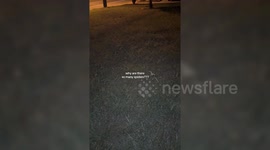 Woman sweeps flashlight across yard - dozens of creepy spider eyes stare back