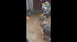 Three German Shepherds excitedly greet man in Henan, China