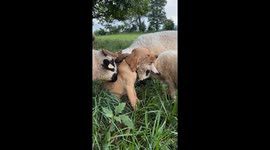 Friendly farm dog bonds with sheep in Virginia, USA