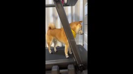 Athletic dog runs on treadmill in Yunnan, China