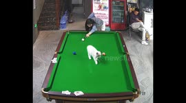 Cat dives into pool table pocket during billiards game in Heilongjiang, China