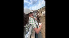 iPhone captures its own demise as longhorn cow knocks it out of owner's hand and is run over by tractor