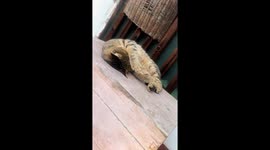 Sleeping cat covering its eyes in Hubei, China