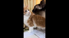 Window standoff between indoor and outdoor cat in Sichuan, China
