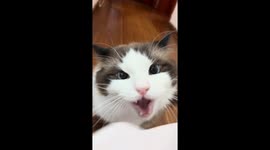 Funny pet cat interaction as owner imitates meowing in Sichuan, China