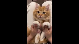 Cat enjoys gentle paw massage in Zhejiang, China