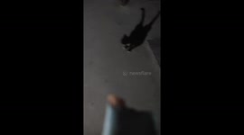 Stray cats fight over snack in Hebei, China