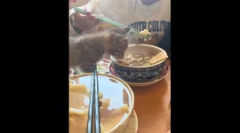 Kitten startled by hot soup in Qinghai, China
