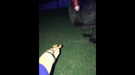 Black swan playfully slaps woman while taking food in Georgia, USA