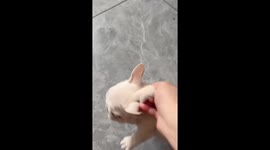 Energetic bulldog puppy jumps like a frog in Beijing, China
