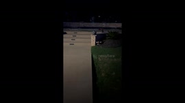 Toad patiently waits for homeowner to switch on bug light for easy feast - 1.2m views