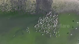 Türkiye: Drought threatens Manyas Lake, migratory birds in Türkiye