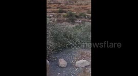 Olive Trees Cut Down in Wadi Sa'ir, North of Hebron