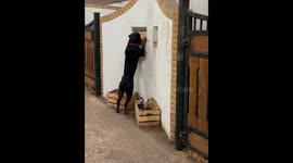 Rottweiler meets newborn foal for the first time in Tommerup, Denmark