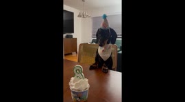 Unexpected dog’s birthday mishap in Santa Monica, USA