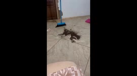 Cat plays with swept soil while owner cleans in Mato Grosso do Sul, Brazil