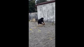 Dog playfully rolling stone block in Imbituba, Brazil