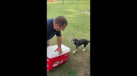 Miniature Schnauzer enjoys surprise ice bath in Greenville, North Carolina, USA