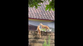 Arguing cats on a wall in Singaraja, Indonesia