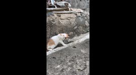 Kittens playfully corner lizard in Kabupaten, Indonesia