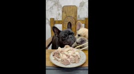 Two French Bulldogs compete for food in Hebei, China