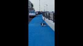 Cat carries a fish across the road in Donghae-si, South Korea