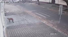 Wild puma seen prowling through street of town in Brazil