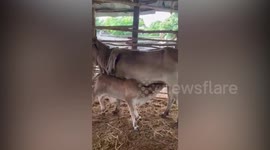 Rare six-legged cow heralded as good luck omen by superstitious villagers in Thailand