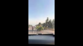 Two dogs on top of cut trees riding on a tricycle